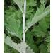 Fujian Fridays Dried Wormwood Leaves Mugwort Herbs Artemisia Argyi 500G 1 bag 500g - Buy Online on GoSupps.com