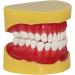 Teaching Dental Model for Children | Adult Standard Mouthwash Model & Accessories | Ideal for Dentistry Students & Patients | Unterric - Buy Online on GoSupps.com