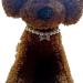 RayMinsino Adjustable Dog Cat Necklace with Pearl Bone Pendant - Stylish White Collar for Pets - Buy Online on GoSupps.com