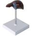 Liver Anatomy Model Human Liver Disease Model Liver Fat/Cirrhosis/Pathological Hepatobiliary Disease Model Medical Education and Training Auxiliary Human Organ Anatomical Model - Buy Online on GoSupps.com