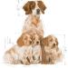 Royal Canin Medium Starter Mother and Babydog 4 kg 4 kg (Pack of 1) - Buy Online on GoSupps.com