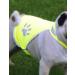 High Visibility Dog Vest - Nashville Print Factory | Safety Custom Name & Size M - Buy Online on GoSupps.com