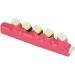 Anatomical Dental Lab Equipment - Oral Hygiene Model for Periodontal Disease & Tooth Classification - International Shipping - Buy Online on GoSupps.com