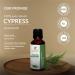 Cypress Oil 15 ML | 100% Pure Natural Undiluted Therapeutic Grade Essential Oil - Cupressus Sempervirens - Buy Online on GoSupps.com