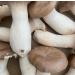 King Oyster/ White Elf Shredded Gourmet Wild Dried Mushrooms (Pleurotus Cystidiosus) 40g The Lincolnshire Mushroom Co. - Buy Online on GoSupps.com
