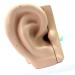 Educational Model Human Ear Model Outer Ear Middle Ear Inner Ear Otolaryngology Ear Structure Model Ear Structure