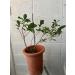 tea tree - Buy Online on GoSupps.com