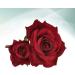 SOLUSTRE Flower Hairpin Rose Hair Clip Elegant Flower Bobby Pin Women Rose Flower Hair Accessories for Ladies Girls Valentines Day Decoration Wine Red - Buy Online on GoSupps.com