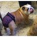 Glenndarcy Dog Diapers Without Tail Hole - XL for French Bulldogs - Black Pink Dots with 2 Washable Pads - Buy Online on GoSupps.com