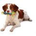 Petstages Dental and Teething Dog Chew Toys - Teething Stick - Buy Online on GoSupps.com