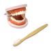 Honbay 1PCS Plastic Standard Teeth Model Adult Mouth Dental Demonstration Model with Toothbrush for Teaching Supplies and Clean Display