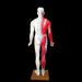 Acupuncture Template - Acupuncture and Male Muscle - 85cm - Half Skin and Half Point Point and Meridians Anatomy - Buy Online on GoSupps.com
