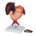 6 Parts Liver Gallbladder Pancreas Spleen Stomach Pancreas Gallbladder Human Life Size Liver Pancreas and Duodenum Simulation Model Anatomy Type