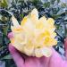 Crystals Stones Natural Yellow Ghost Quartz Crystals raw Gemstone Specimen for Home&Office Decoration fengshui (Size : 700-800g) HOMEZHOU (Size : 600-700g)