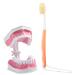 Buy Adult Dental Teeth Model | High-Quality Removable Teaching Model & Toothbrush for Effective Oral Care Education - Buy Online on GoSupps.com