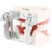 Buy Amoyer Dental Typodont Teeth Model - Removable Teeth for Study & Lessons | International Shipping Available - Buy Online on GoSupps.com