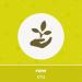 Yupik Organic Kamut Grains 1 kg Non-GMO Vegan Kosher Raw Whole Grains Khorasan Wheat Nutty Flavor Source of Fiber & Iron Ideal for Cooking & Sprouting 1 kg (Pack of 1) - Buy Online on GoSupps.com