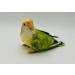 Avian DNA Sexing Kit Including ID Card for Parrots - Macaws Cockatoos African Grey Lovebirds Cockatiels and 300 More. Avian DNA Bird Sexing Sample Kit. Every Test Comes with A Free ID Card! - Buy Online on GoSupps.com