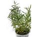Fragrant Moments Whirlpool Fragrance Rosemary 500ml - Refreshing Aromatherapy for Every Space | Shop Internationally - Buy Online on GoSupps.com