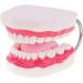 6x Magnification Dental Care Model - Mouth Teeth & Tongue with Toothbrush | Enhance Dental Education & Hygiene - Buy Online on GoSupps.com