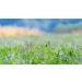 Indigo Herbs Organic Alfalfa Leaf Powder 250g - Premium Quality Superfood Supplement - Buy Online on GoSupps.com