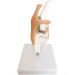 Knee Joint Model for Dogs/Dogs with Strap Animal Joint Skeleton Anatomical for Veterinary Lessons