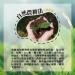 Taiwan unique tea Chin-Shin-Oolong Dayuling grade hand-picked mountain tea 150g*4 - Buy Online on GoSupps.com