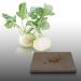 100 korrelgroottes to sow Le Grenier dAbondance Early White Cabbage Vienne Brassica oleracea