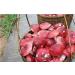 WENXUANSU:2 Pound (908 grams) Red Mushroom Dried Russula from Yunnan China - Buy Online on GoSupps.com