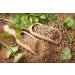 Coriander Seeds - Coriander Seeds - Coriander Seeds - Reduced Seeds - Premium Quality from Bulgaria - 250g Box - Buy Online on GoSupps.com