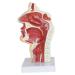 Nasal Pathology Model Human Nasopharyngeal Throat Disease Model Esophagus and Respiratory Tract Demonstration Section