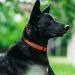 Tagme Personalized Reflective Dog Collar for Large Dogs - Embroidered with Name & Phone Number - Orange XL - Durable Nylon (1 Pack) - Buy Online on GoSupps.com