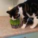 Cat Grass Kit x 2 - Grow Your Own with Cat FurNature - Buy Online on GoSupps.com