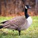 Haydel's Game Calls Inc. H-81 AMZ Canada Honker - Premium Goose Call for Canadian Waterfowl Hunting - Buy Online on GoSupps.com