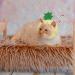 Weewooday 5 Pieces Cat Hat Cat Costume Bunny Hat with Ears Funny Banana Pineapple Cat Hat for Cats and Small Dogs Kitten Puppy Party Costume Accessory Headwear(Cute Style) - Buy Online on GoSupps.com