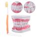 Buy Adult Dental Teeth Model | High-Quality Removable Teaching Model & Toothbrush for Effective Oral Care Education - Buy Online on GoSupps.com