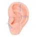 Soft Silicone Ear Model for Beginners - Realistic Ear Piercing Practice & Earring Display Prop (Light Skin) - International Shipping Available - Buy Online on GoSupps.com