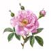 Buy Damascus Rose Grade A Perfume Oil - Alcohol Free 10ml | International Shipping - Buy Online on GoSupps.com