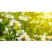 Organic Chamomile Tincture - 100ml (Pack of 1) | Quality Assured - Buy Online on GoSupps.com