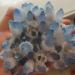 Home Decoration 400-700g Rare Beautiful Blue Ghost Phantom Quartz Crystal Cluster Specimen Stones ZJGIDTEM (Size : 500-600g) - Buy Online on GoSupps.com