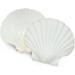 10PCS 4-5 inch XL Large Scallop Shells - Natural White Sea Shells for DIY Crafts - Buy Online on GoSupps.com