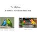 Kuso Parrot Diapers - Reusable & Washable Flight Suits for Birds | Kimono Clothing for Budgies Cockatiels & African Grey | Small Green - Buy Online on GoSupps.com