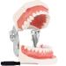 Wudaizhi dental model with dental teeth with fully removable teeth suitable for teaching practicing and studying with a small screwdriver