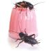 Komodo Calcium Jelly Pots - 8-Piece Insect Feeder Food for Reptiles - Calcium Treat - Buy Online on GoSupps.com
