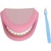 28 Teeth Mouth Hand Puppet for Speech Improvement & Tooth Brushing Lessons - Fun Educational Toy - Buy Online on GoSupps.com