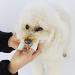 Fyfjur Dog Toothbrush Finger 10 Pcs Reusable Dog Finger Toothbrush Anti-Plaque Efficient Dog Teeth Cleaning Products for Dogs and Cats White - Buy Online on GoSupps.com