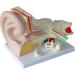 Anatomiemodell of The Human Ear Model Enlarge Detachable Ear Structure Model Interior earlabyrinth Research - Buy Online on GoSupps.com