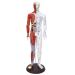 Model Anatomy Professional Medical Acupuncture Male 60cm Super Clear Lettering Half Skin Half Muscle Acupoint Model