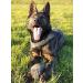 Dingo Gear Soft Real Leaderball with Handle - 11 cm Dog Toy for Retrieving & Rewarding | International Shipping - Buy Online on GoSupps.com