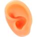 Flexible Reusable Human Ear Model for Piercing Training - Left Ear | Waterproof & Authentic - Buy Online on GoSupps.com